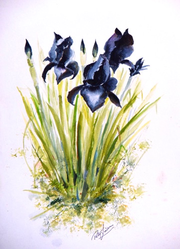 Black Iris